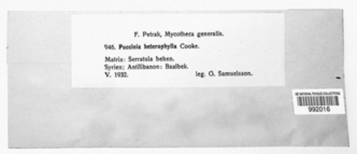Puccinia heterophylla image